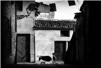 Juego de toros. Nicol&aacute;s Haro