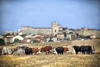 Mención especial fot. ind. Cesar Quintanilla Pascual